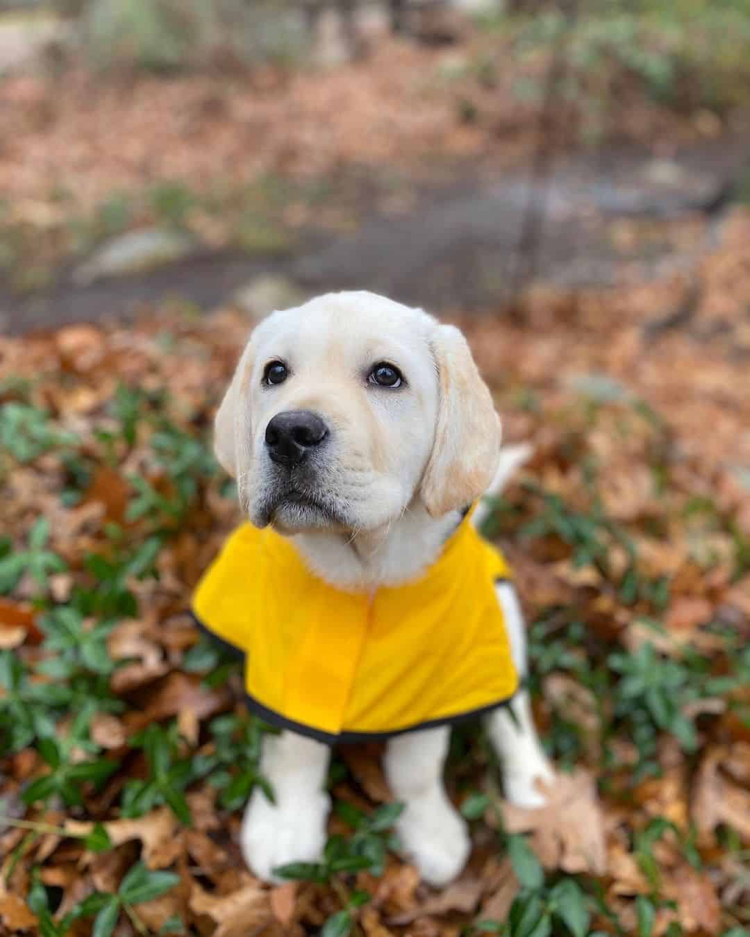 English Labrador puppy sitting in the forest