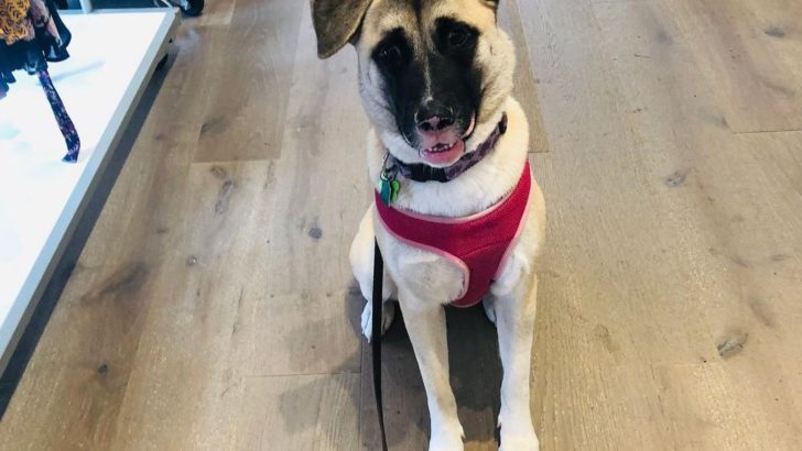 Everything You Need To Know About The Anatolian Shepherd Lab Mix