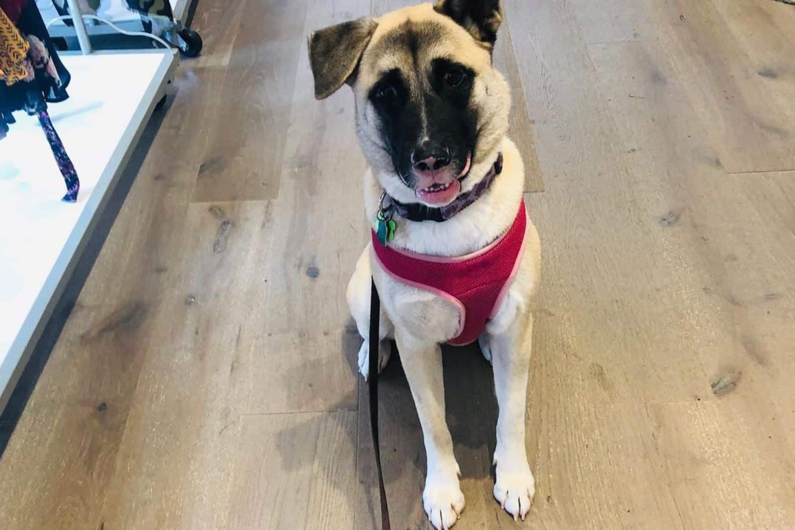 Anatolian Shepherd Lab Mix is sitting on the floor