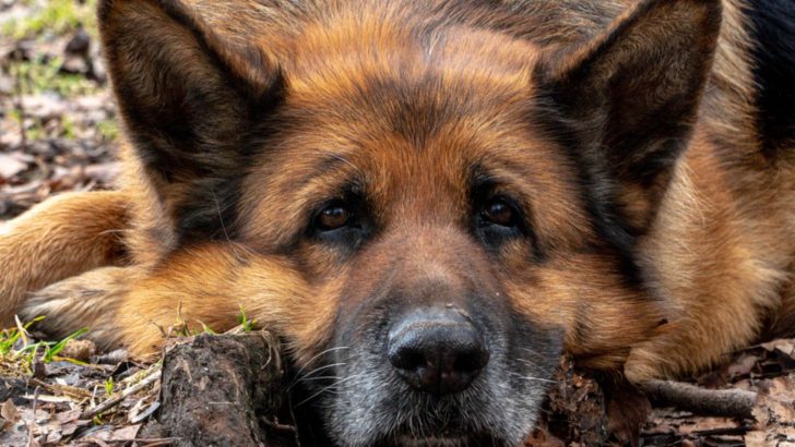 Fat German Shepherd: Signs, Reasons, And Treatment