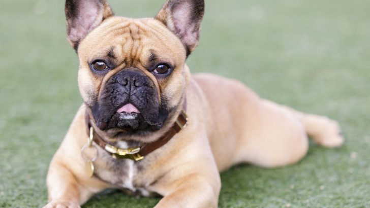 Fawn French Bulldog: Is This The Prettiest Frenchie Color?