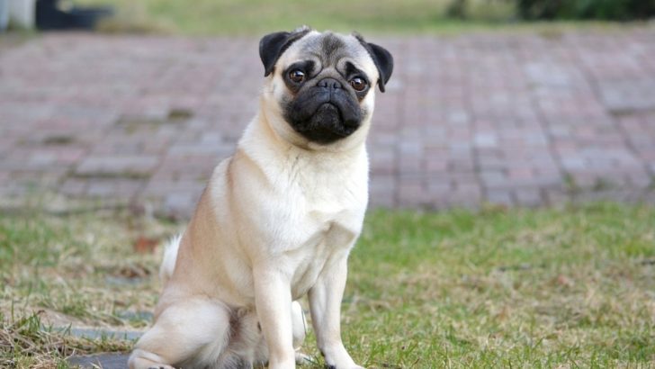 Fawn Pug: The Most Popular Pug, With A Reason