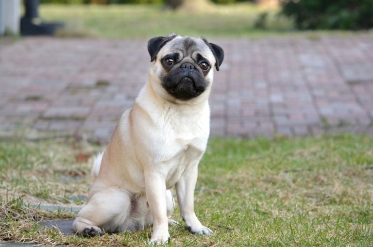 fawn pug sitting on the lawn
