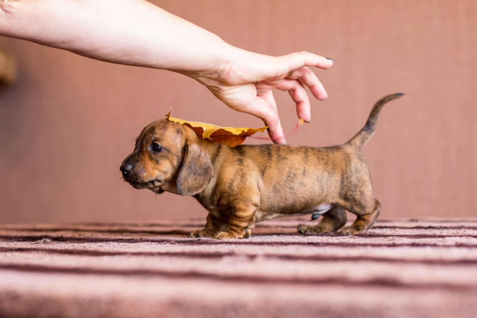 Female hand laying autumn lorange leaf on red tan black brindle dachshund