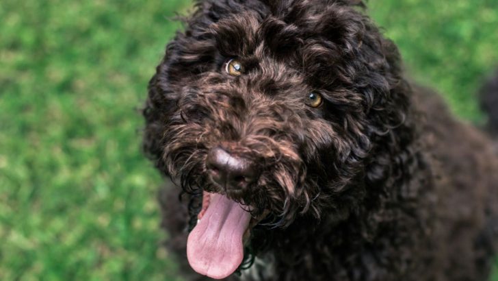German Shepherd Poodle Mix — Is Shepadoodle The Best Doodle?