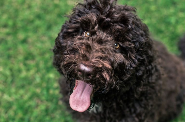 shepadoodle puppy dog