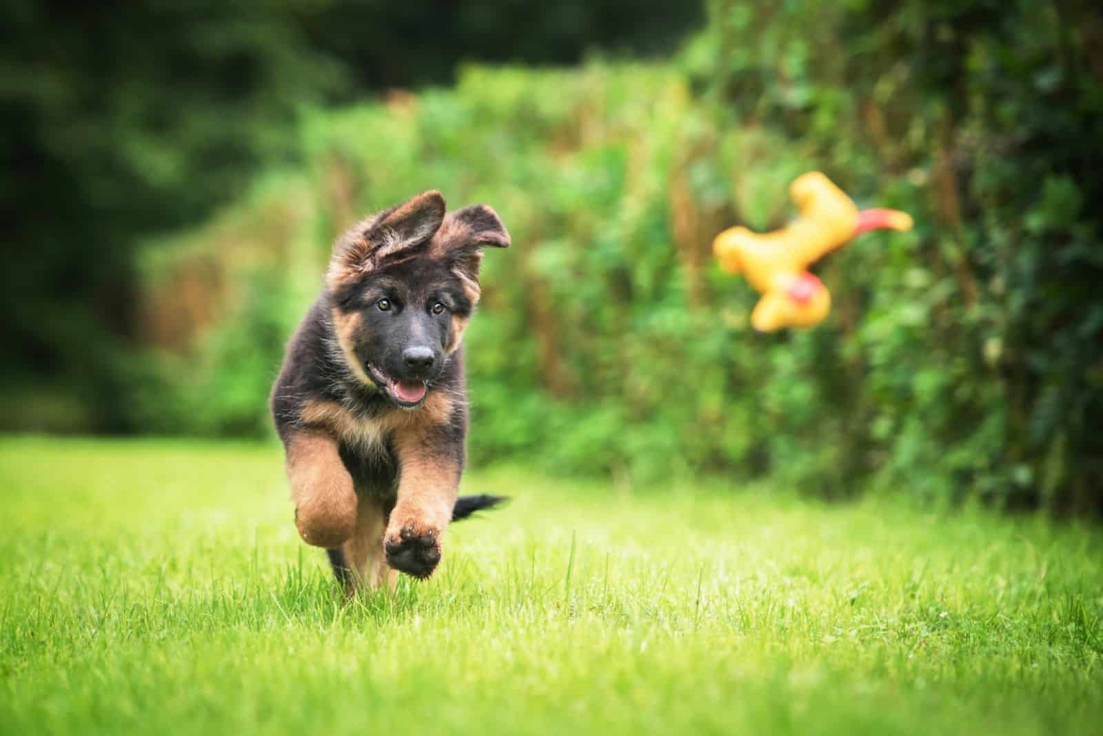 German Shepherd Puppi runs across the field after a toy