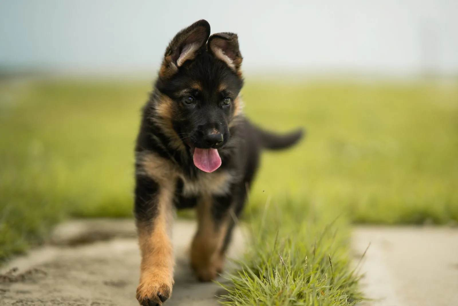 German Shepherd Puppy walks with tongue out
