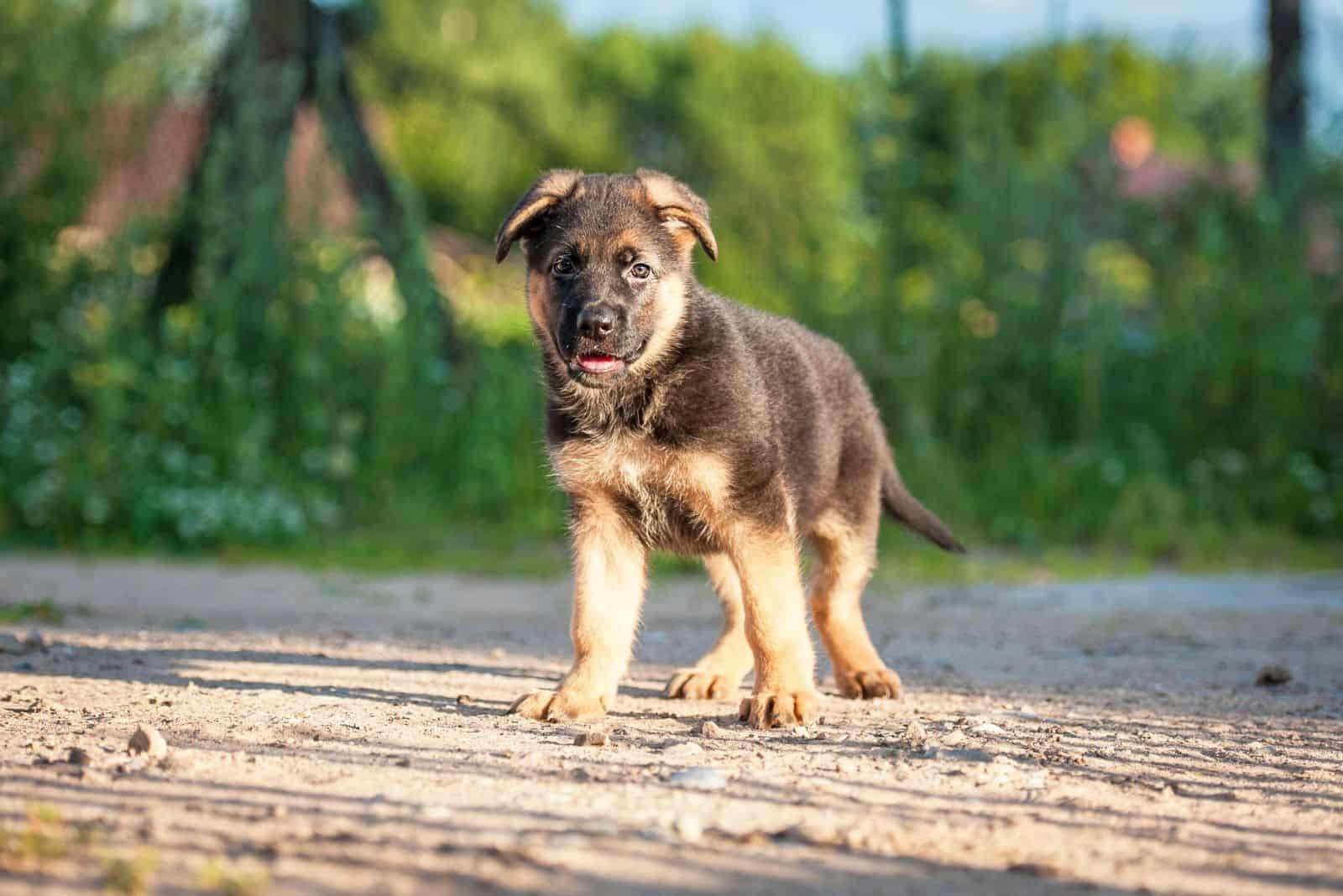 Top 11 German Shepherd Breeders in Oregon: Find A GSD Puppy