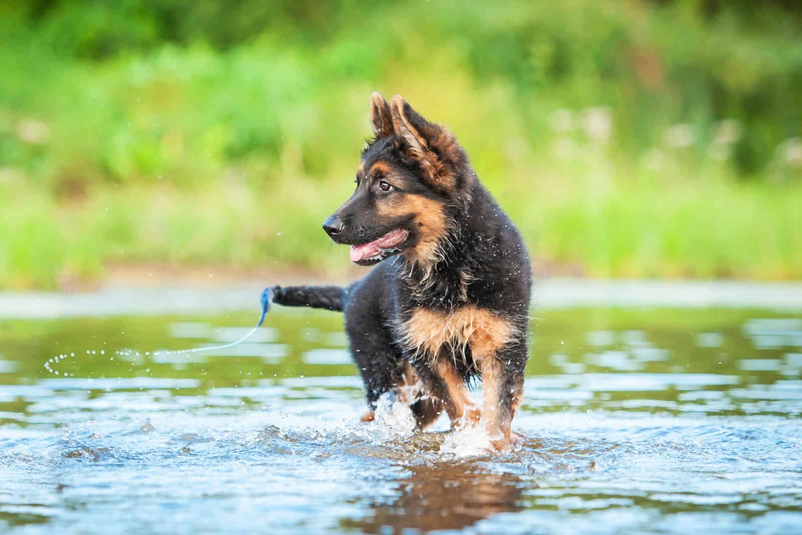 German Shepherd puppy walking along the river