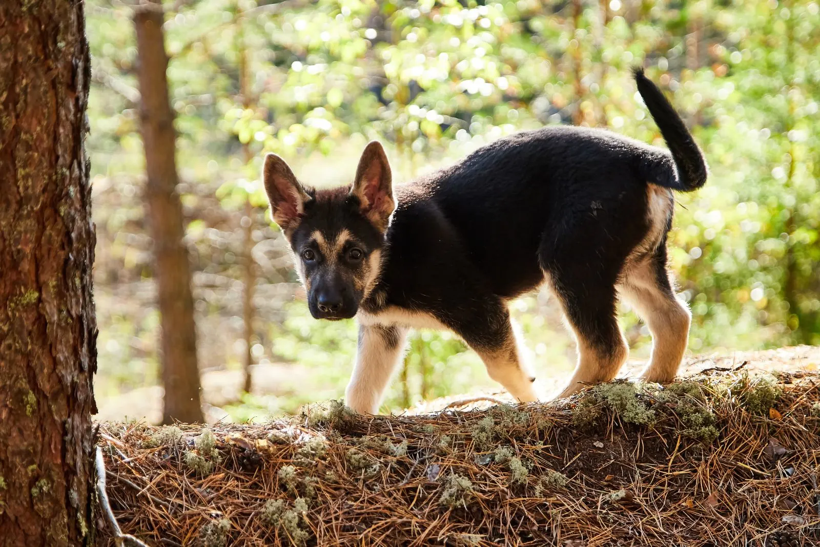 German Shepherd puppy walks in the forest