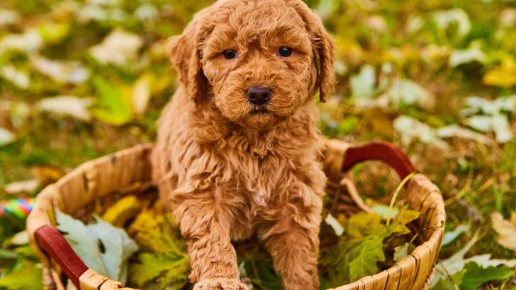Goldendoodle Puppy Coat Transition And Grooming Guide