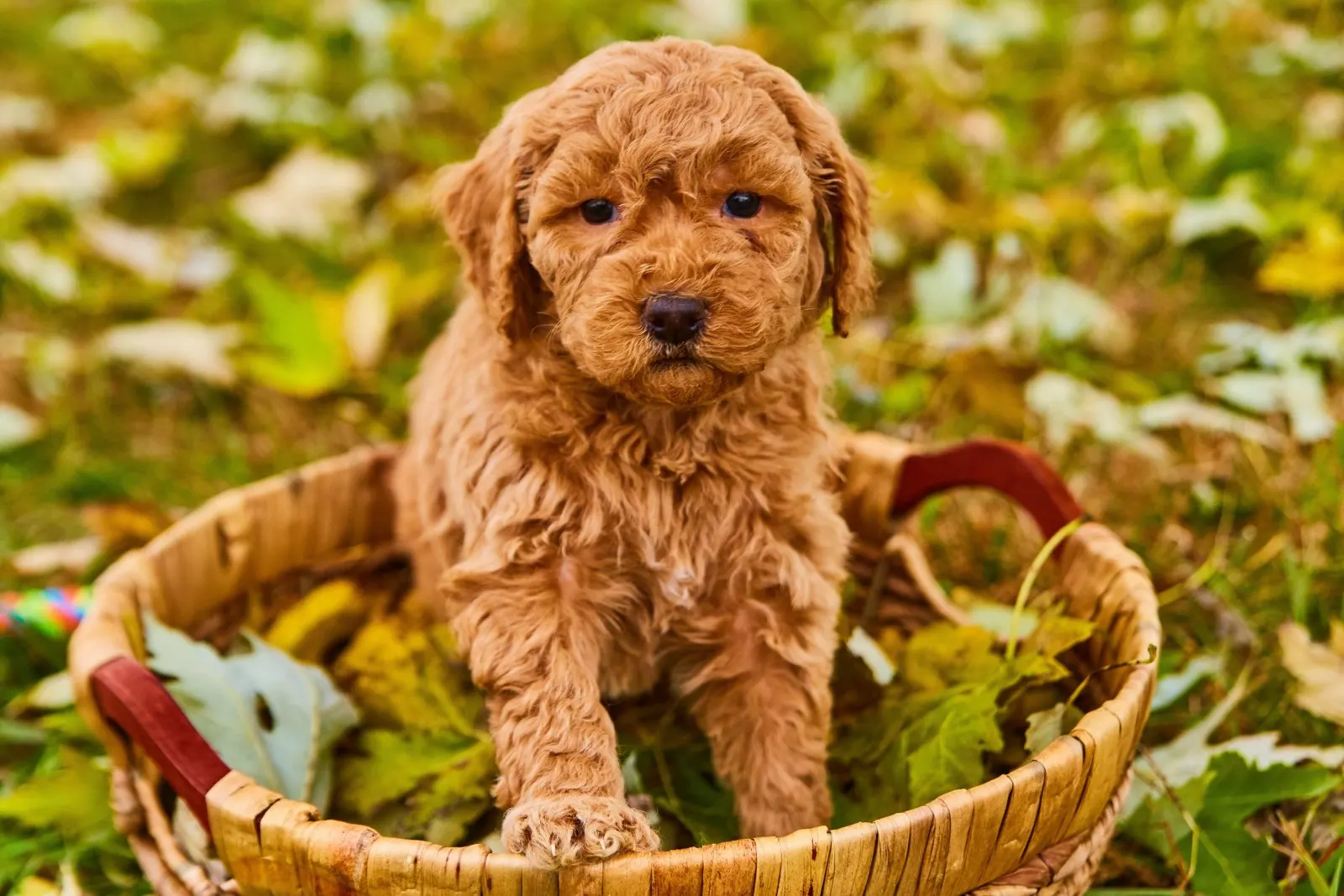 goldendoodle in a basket