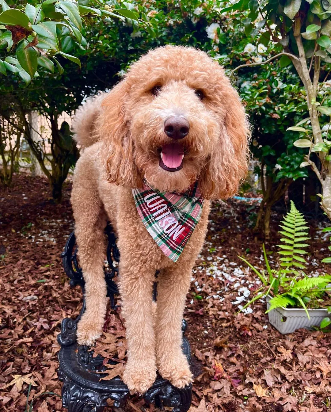 Goldendoodle is standing on a chair