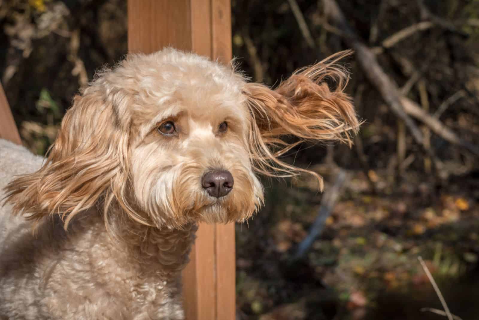 Goldendoodle runs with fluttering ears