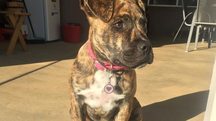 Great Dane Bullmastiff Mix – How Great Is The Bull Daniff