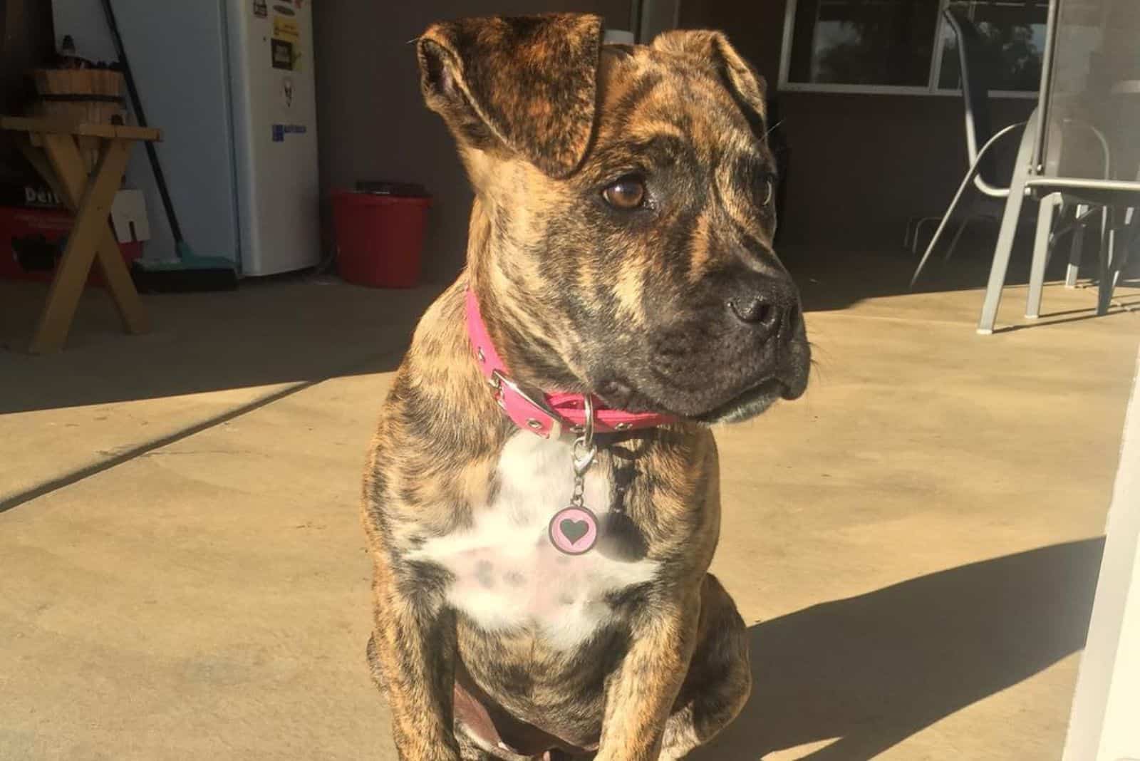 Great Dane Bullmastiff Mix sitting on the sidewalk