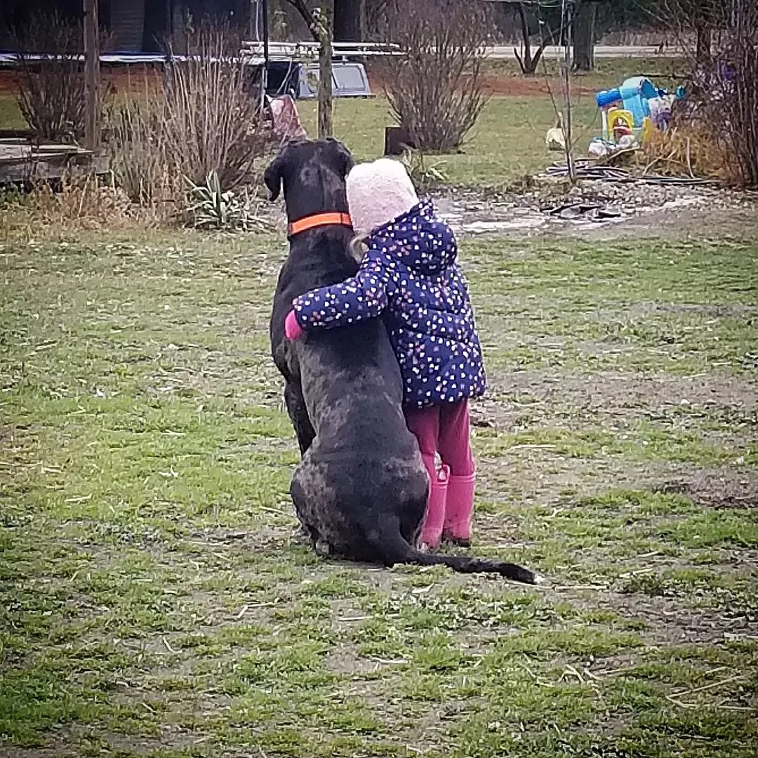 Great Dane Bullmastiff Mix in the arms of a child