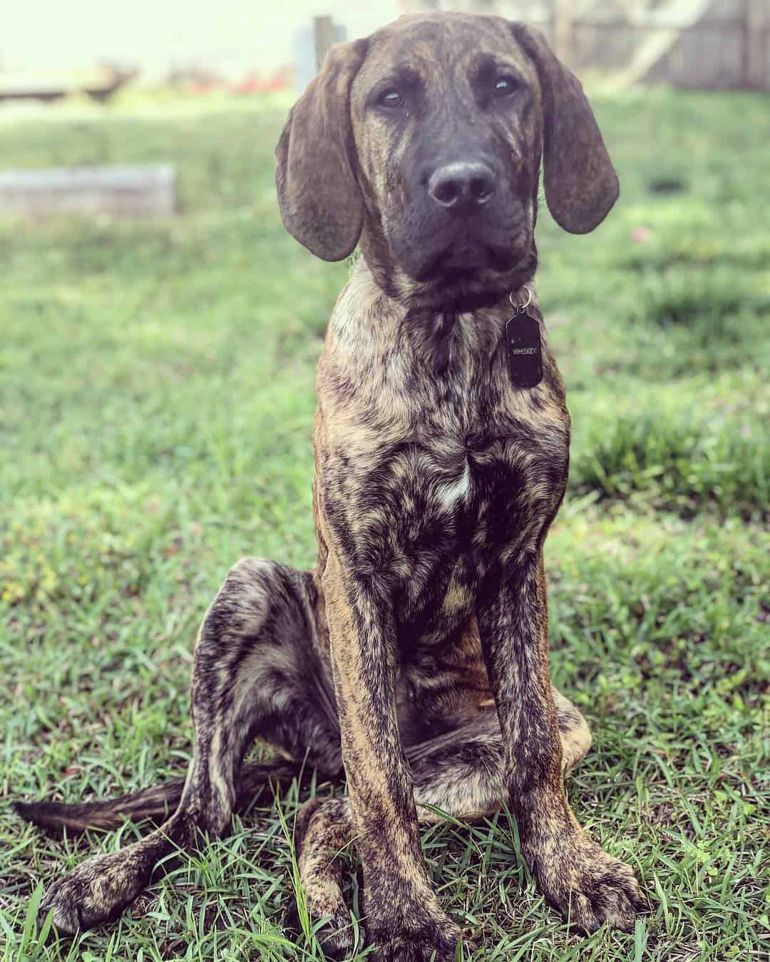 Great Dane Bullmastiff Mix is sitting on the grass