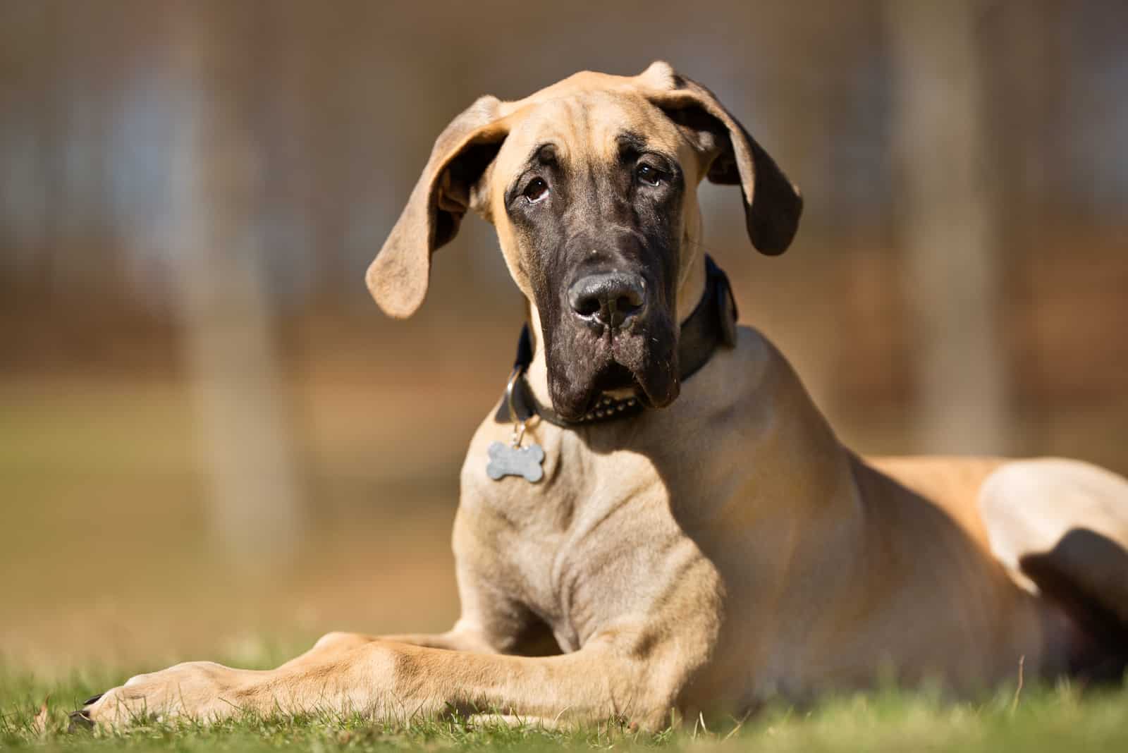 Great Dane  sitting outside