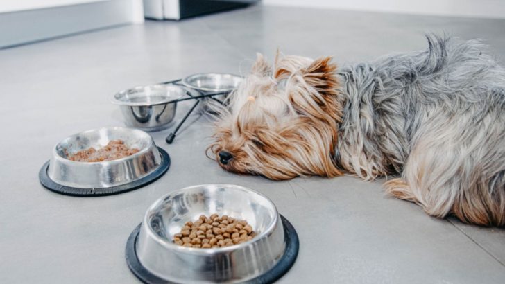 How Long Can A Dog Go Without Eating? 7 Reasons And 8 Solutions