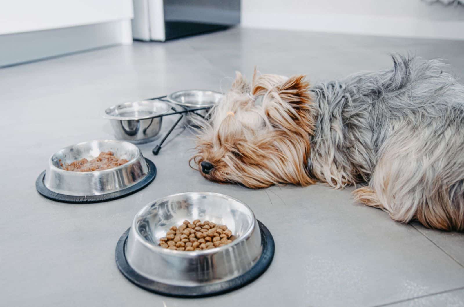 How Long Can A Dog Go Without Eating? 7 Reasons And 8 Solutions