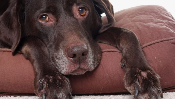 How To Comfort A Dog With Pancreatitis: Remedies & Relief