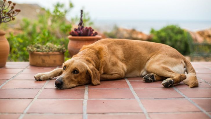 How To Cure Parvo Without A Vet: 6 Useful Advice