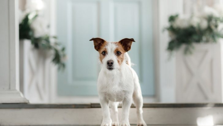 How To Stop Dog From Scratching Door: 10 Useful Tips