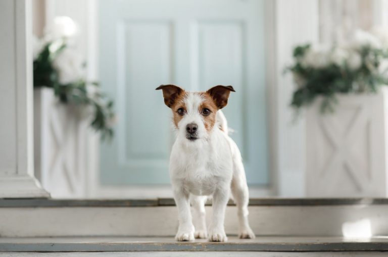 dog standing in home with door in background