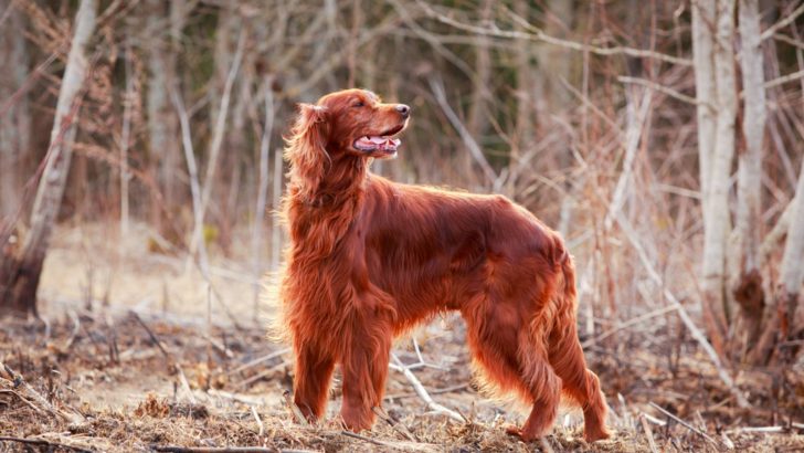 Irish Setter Growth Chart — What Is The Size They Set On?