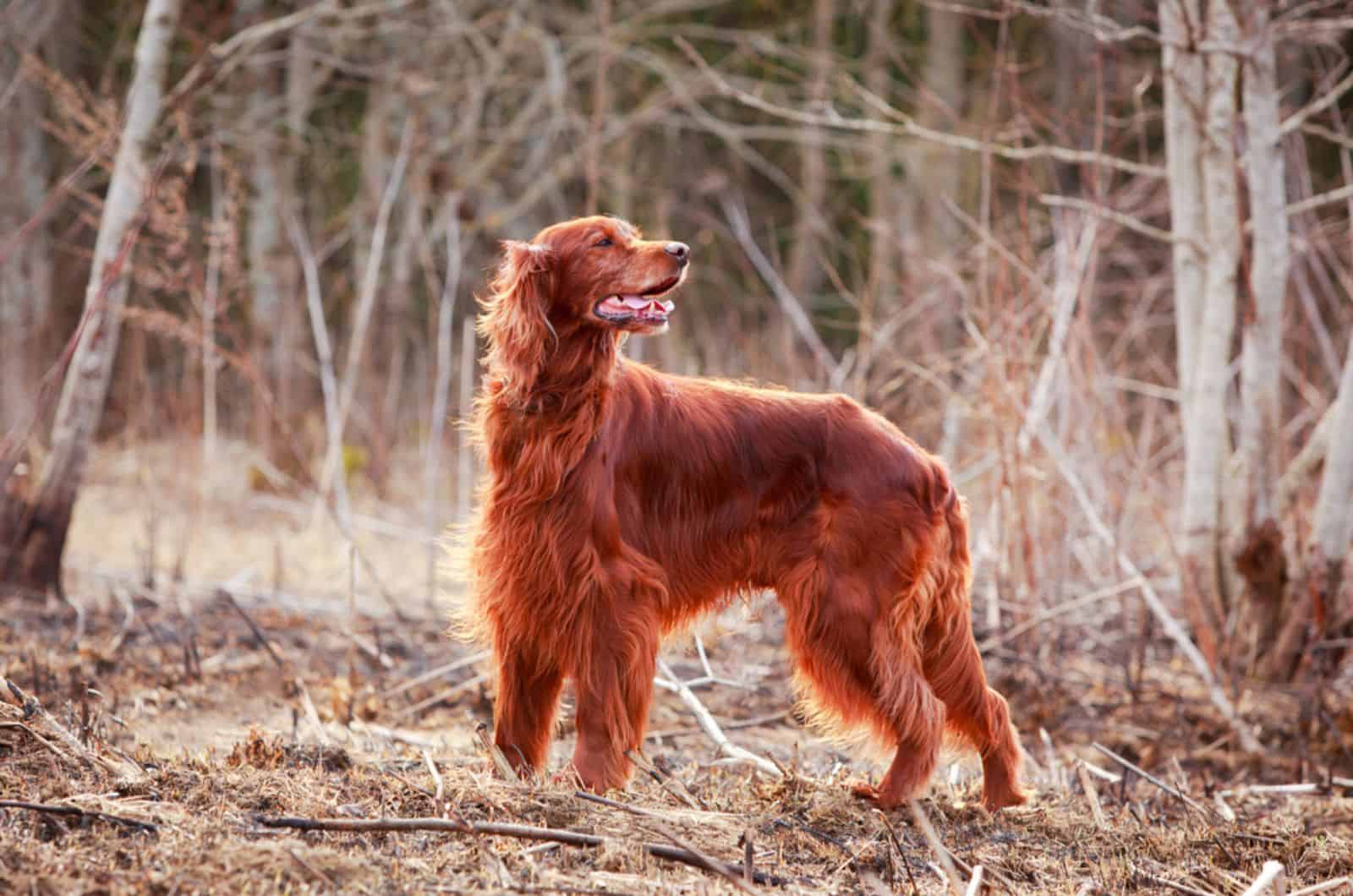 irish setter in nature