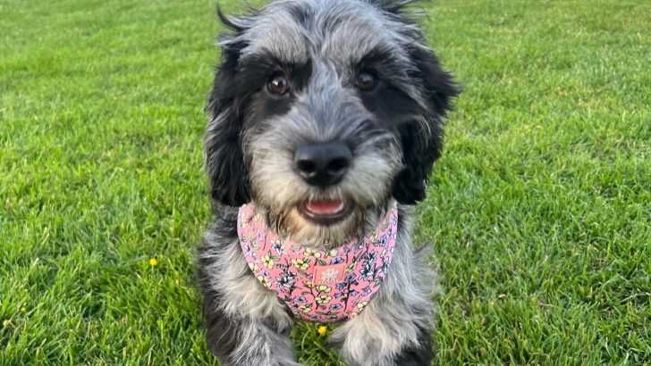 Is A Merle Cockapoo A Real Deal, Or A Red Flag?