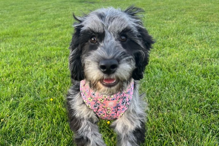 merle cockapoo on the grass