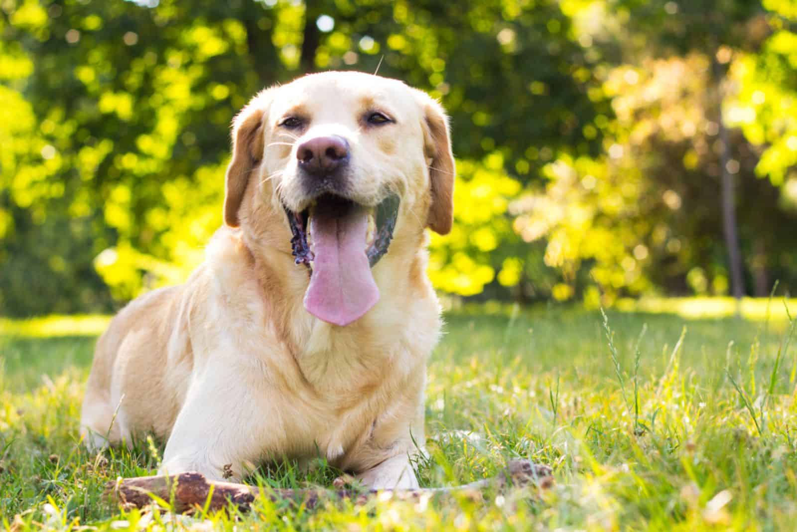 Smiling dog in the city park