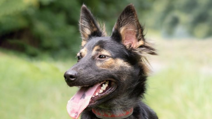Is Black Spot On Dog Tongue Harmless Or It Can Be Dangerous?