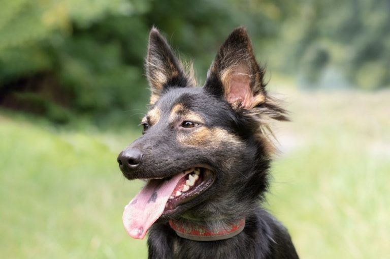 dog with a spotted tongue