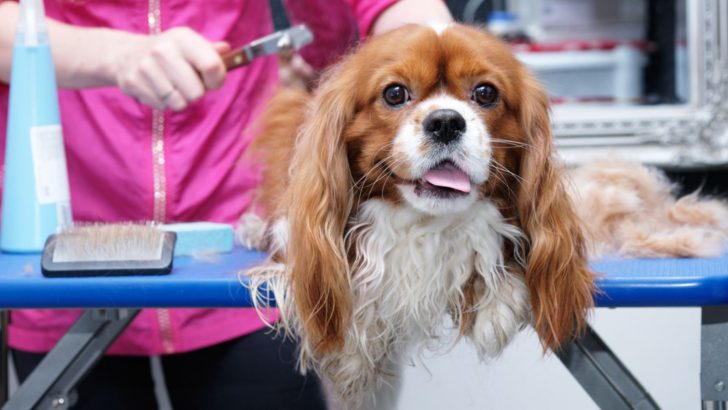 Is Cavalier King Charles Spaniel Shedding That Bad?