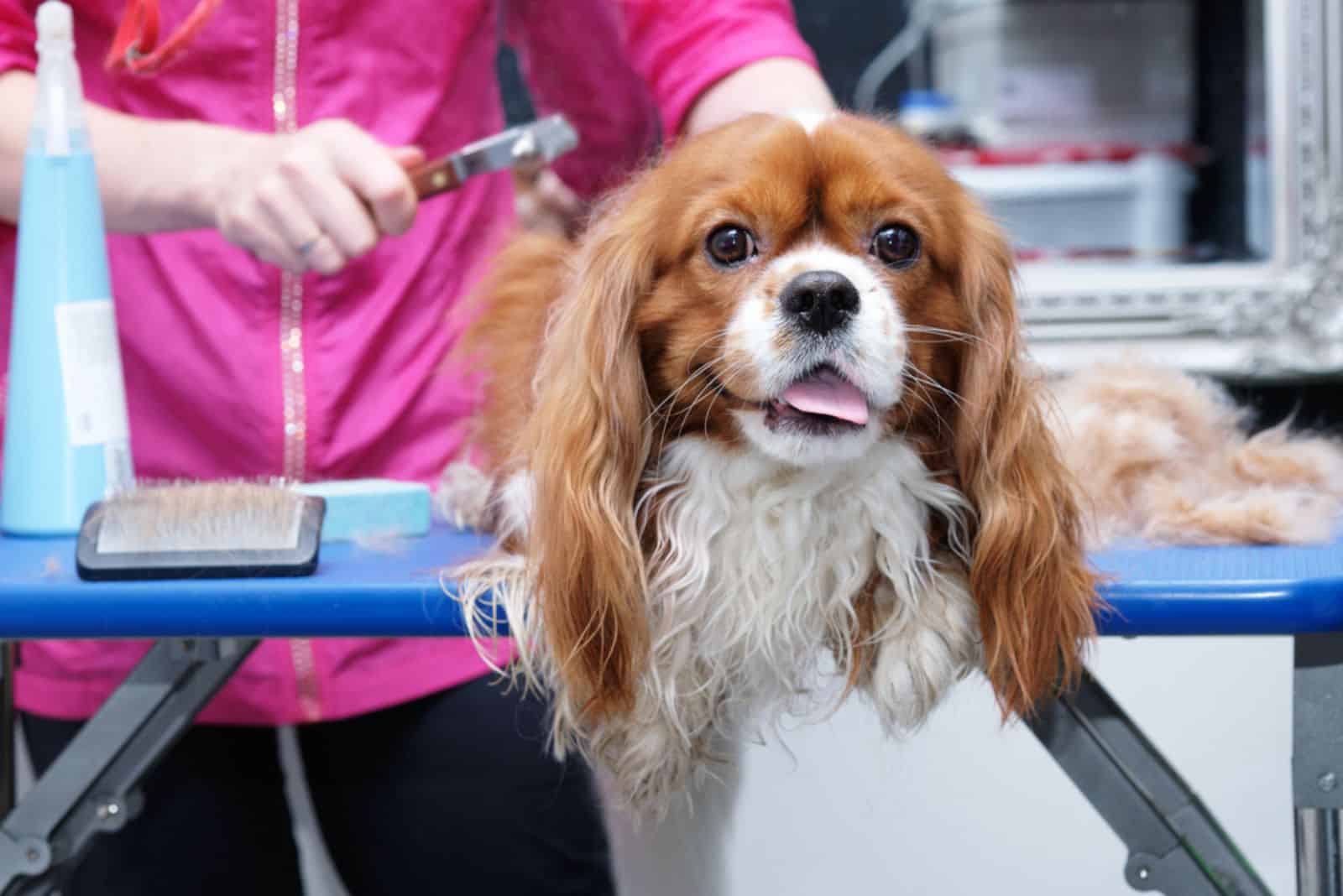 Female groomer brushes out a thoroughbred Cavalier King Charles spaniel studio for animals