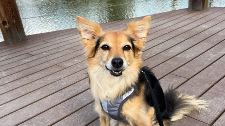Is The Australian Shepherd Chihuahua Mix A Myth Or A Reality?