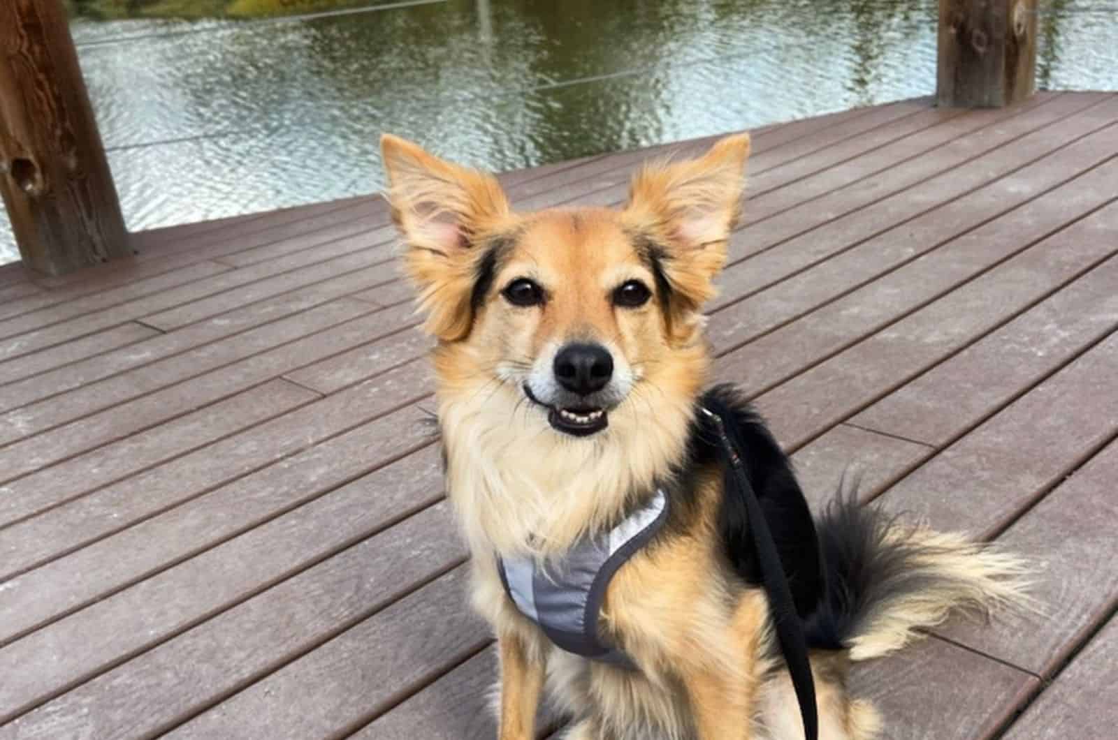 Australian Shepherd Chihuahua Mix dog sitting on dock