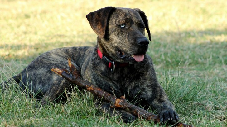 Is The Blue-Eyed Rottweiler A Breed’s Intruder?