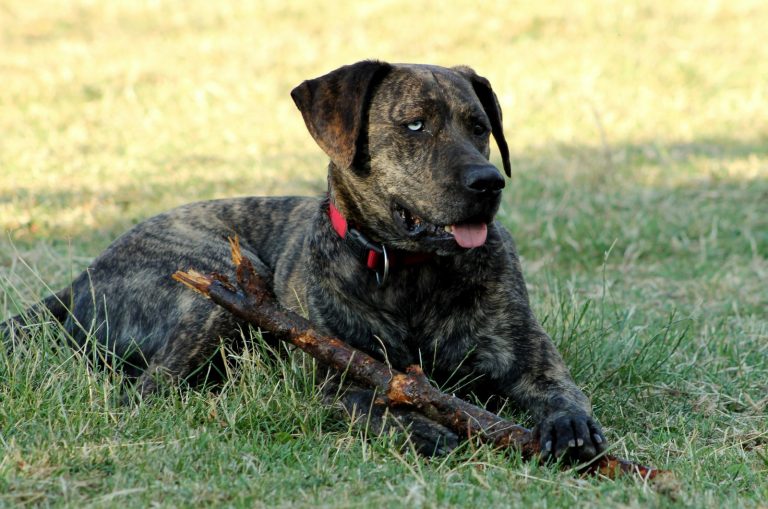 Blue-Eyed Rottweiler sitting on grass