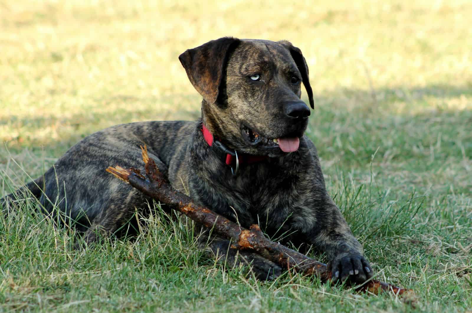 Is The Blue-Eyed Rottweiler A Breed’s Intruder?