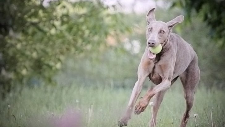 Isabella Doberman: You Won’t See This Rare Color Often
