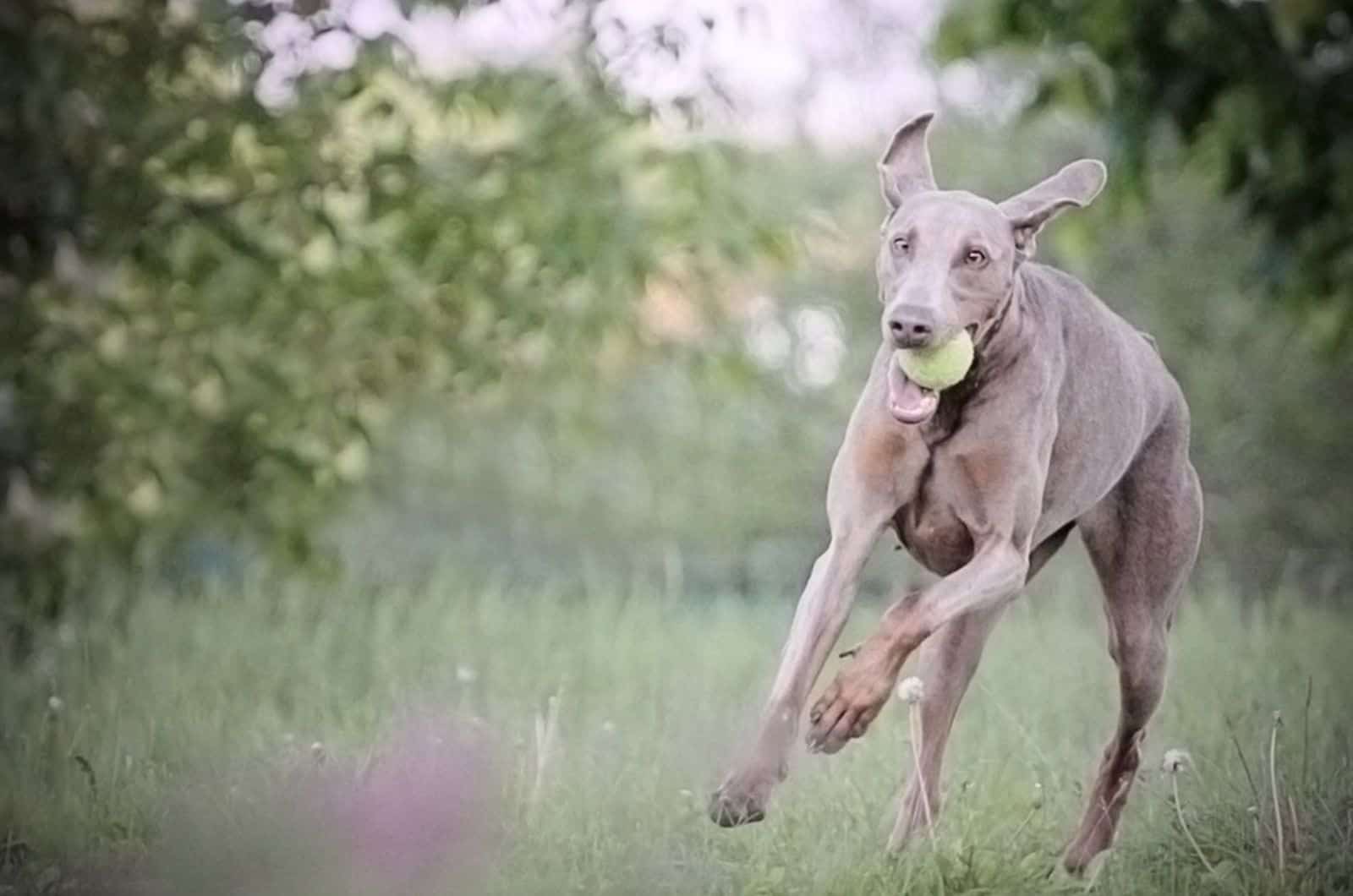 isabella doberman playing with a tennis ball