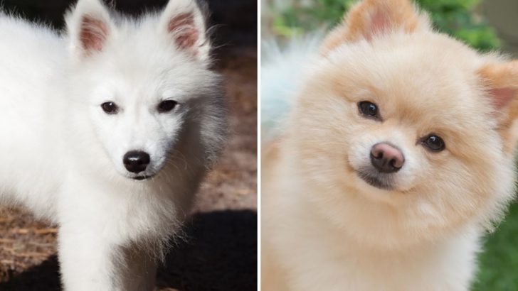 Japanese Spitz Pomeranian Mix – The Best Little Comedians