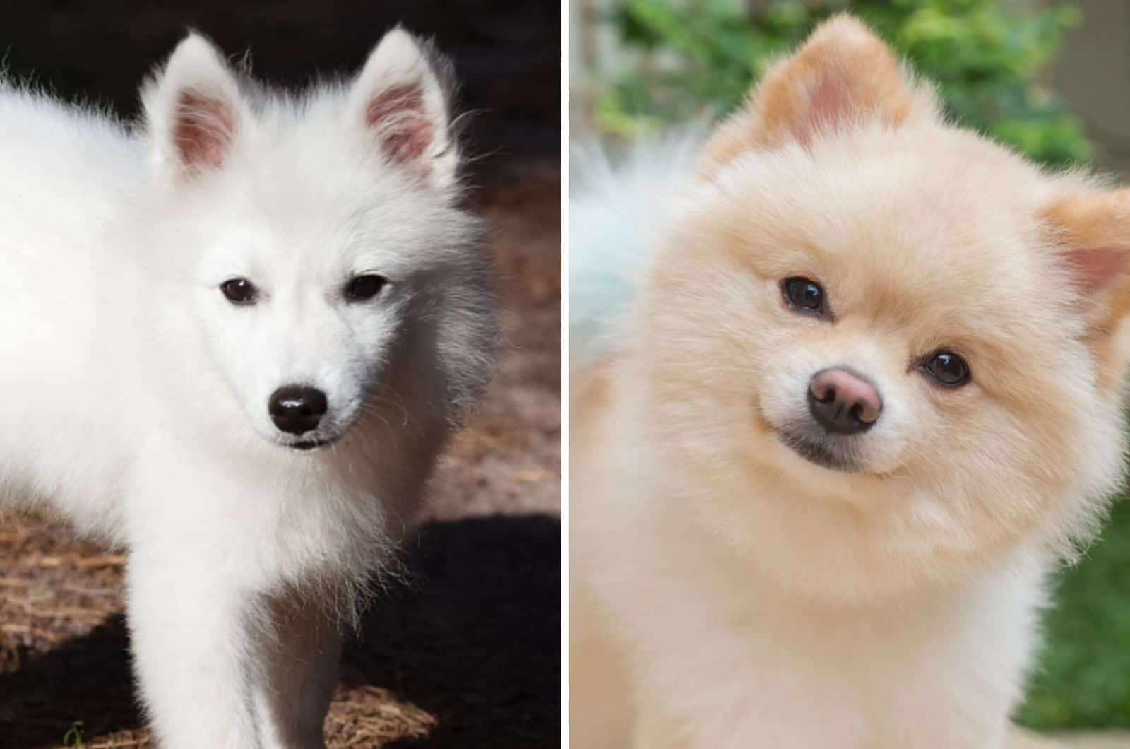 japanese spitz pomeranian mix