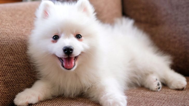 Japanese Spitz Price: How Expensive Is This Cutie?