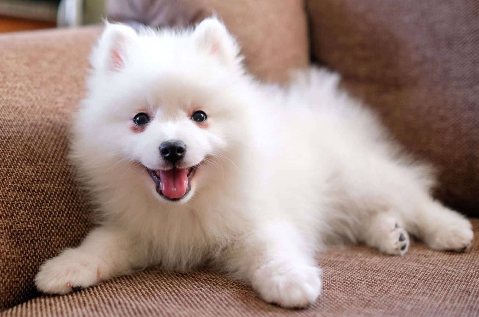 Japanese Spitz Price How Expensive Is This Cutie